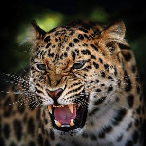 Young Amur Leopard