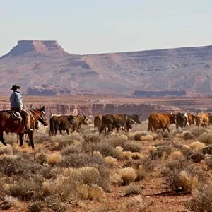 Cattle Drive