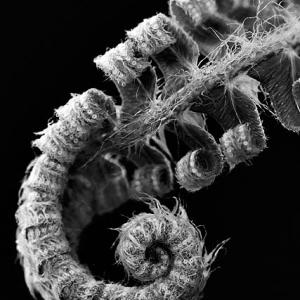 Sword Fern