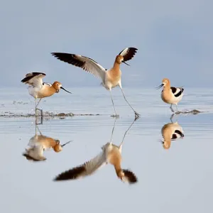 Avocet Altercation