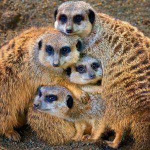 Family Portrait