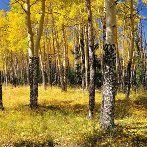 Colorado Aspen Gold