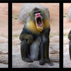The Big Yawn
