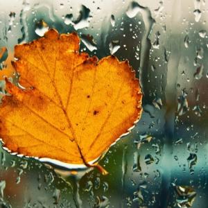 Window Leaf