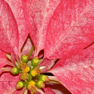 Poinsettia Dilemma