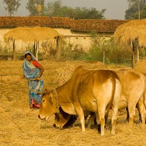 The Village Life