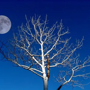 Tree and Moon