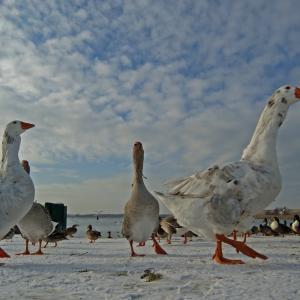 Hungry Geese