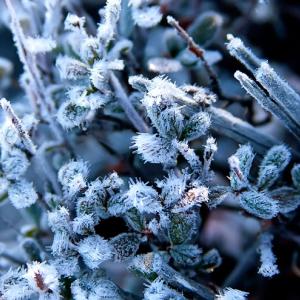 Frosty Morning