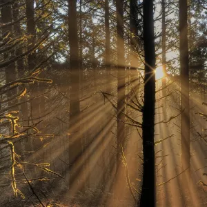 Dance of the Sunbeams