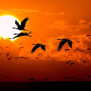 Winged Migration