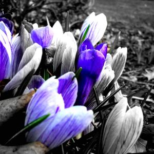 Spring Fever