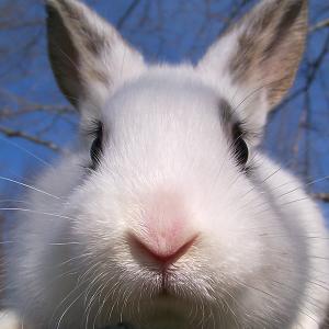 Whiskers