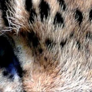Leopard Eyes