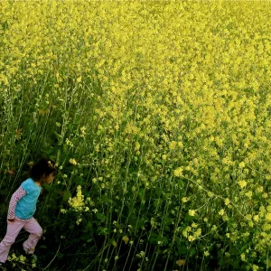Field of Dreams
