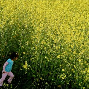 Field of Dreams