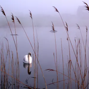 Swan on the North Fork