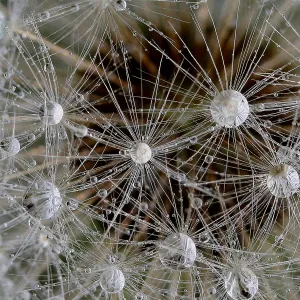 Looks Like Another World