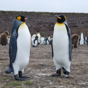 Proud King Penguins 