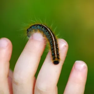 A Little Boy's Wonder