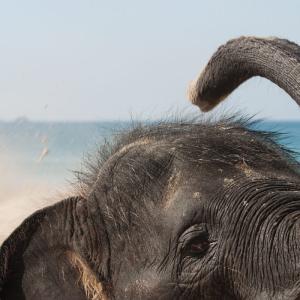 Asian Elephant 