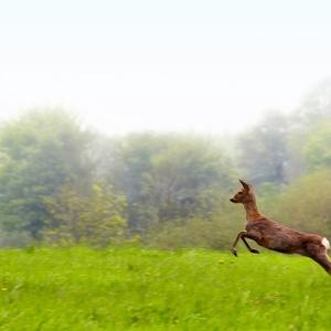 Morning Jump