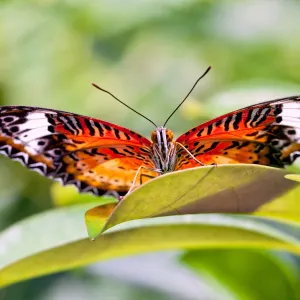 Who's Looking at Whom?