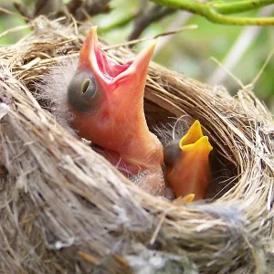 Cowbird in Goldfinch Nest