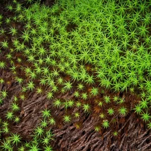 Mossy Stars