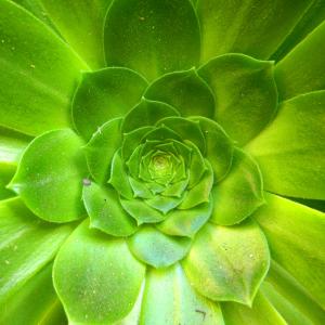 Burst of Green