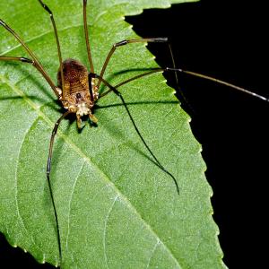 Daddy Longlegs