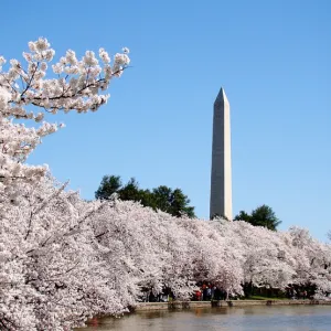 Cherry Blossom Festival