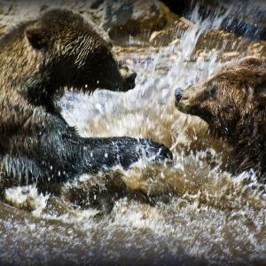 Splish Splash