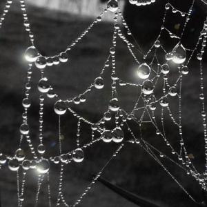 Spiders Treasure