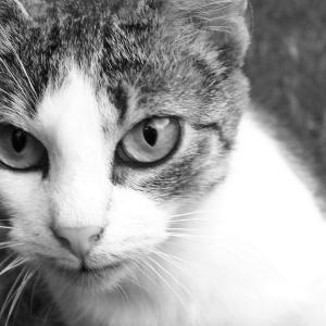 The Cat 