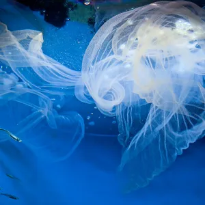 Goosefish Veil of Eggs