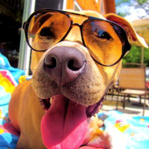 Dog Days