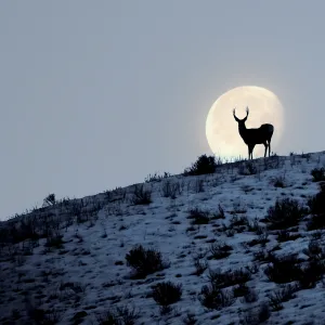 Buck Moon