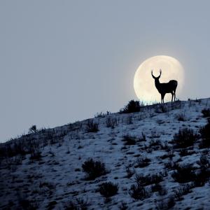 Buck Moon