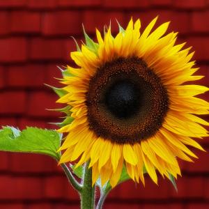 Happy Flower