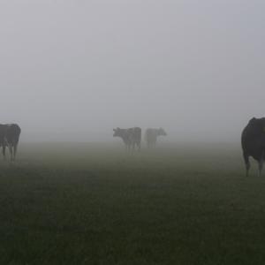 Fog