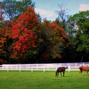 Autumn in Saratoga