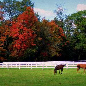 Autumn in Saratoga