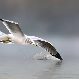 Graceful Gull