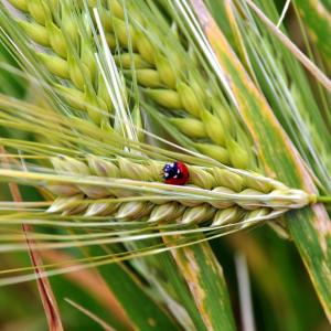 Ladybug