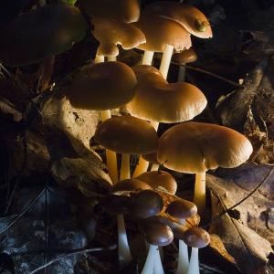 Tiny Wonders