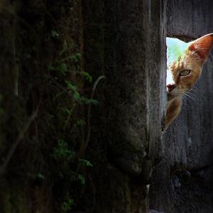 A Stray Glance