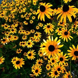 Black-Eyed Susan Blossoms