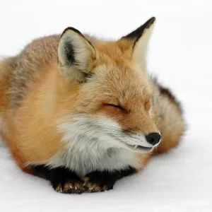 Winter Fox