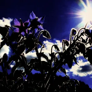 Borretsch im Gegenlicht